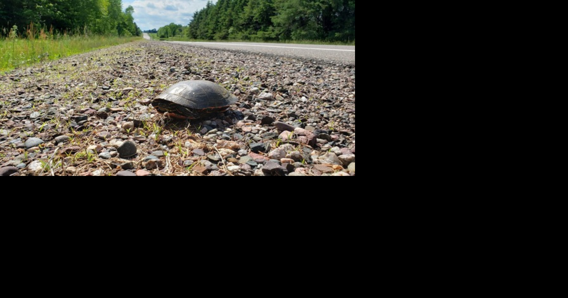 Wisconsin DNR urges drivers to protect turtles during nesting season