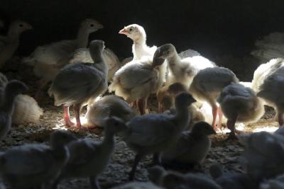 Bird flu found in commercial poultry flocks in Jefferson, Walworth ...
