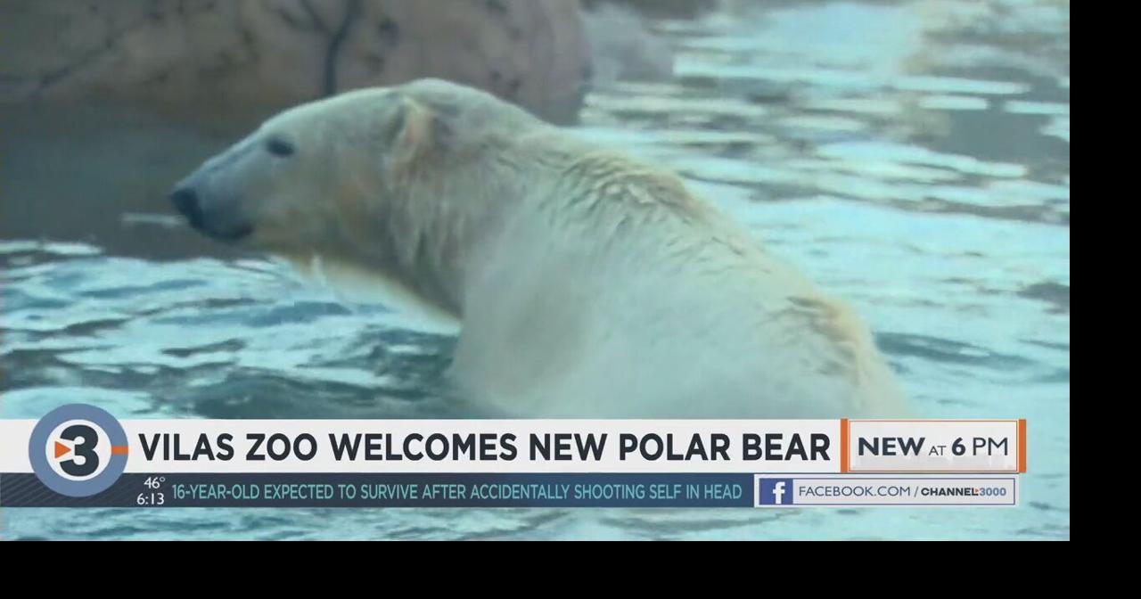 Bo the Polar Bear main image 1