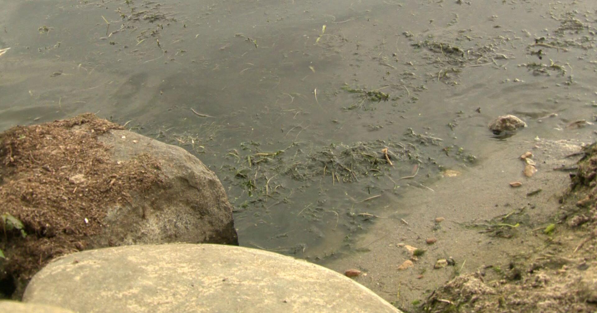 Bacteria, blue-green algae closes four Madison area beaches - Vimarsana News