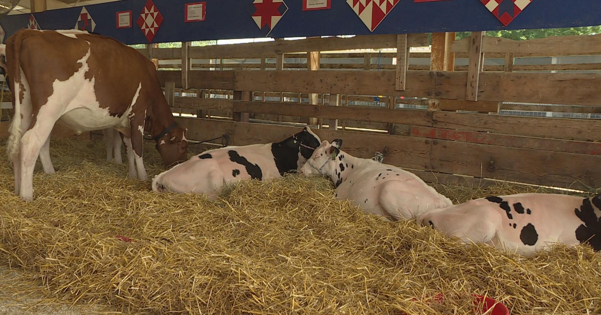 Amid warm temperatures, Rock County 4-H Fair kicks off in Janesville - Vimarsana News
