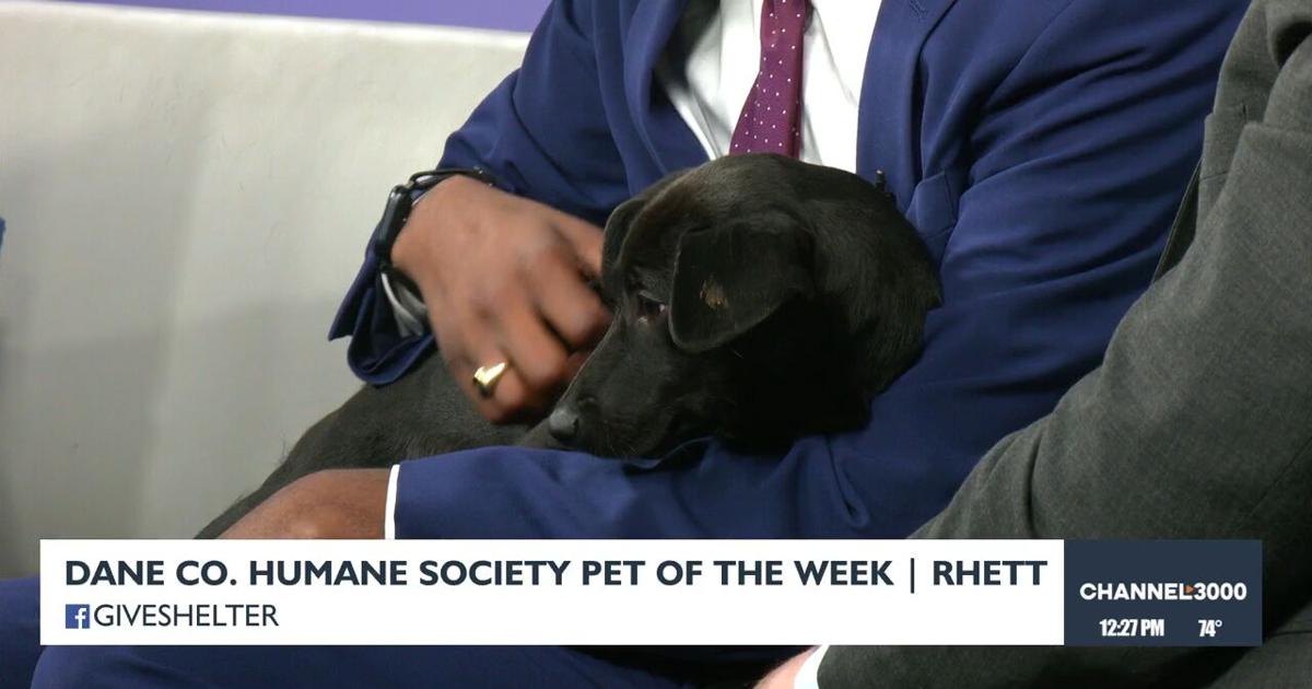 Dane Rhett Pet-entially Yours: Meet Rhett from the Dane County Humane Society ...