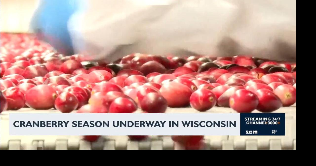 Wisconsin cranberry harvest begins ahead of holiday season