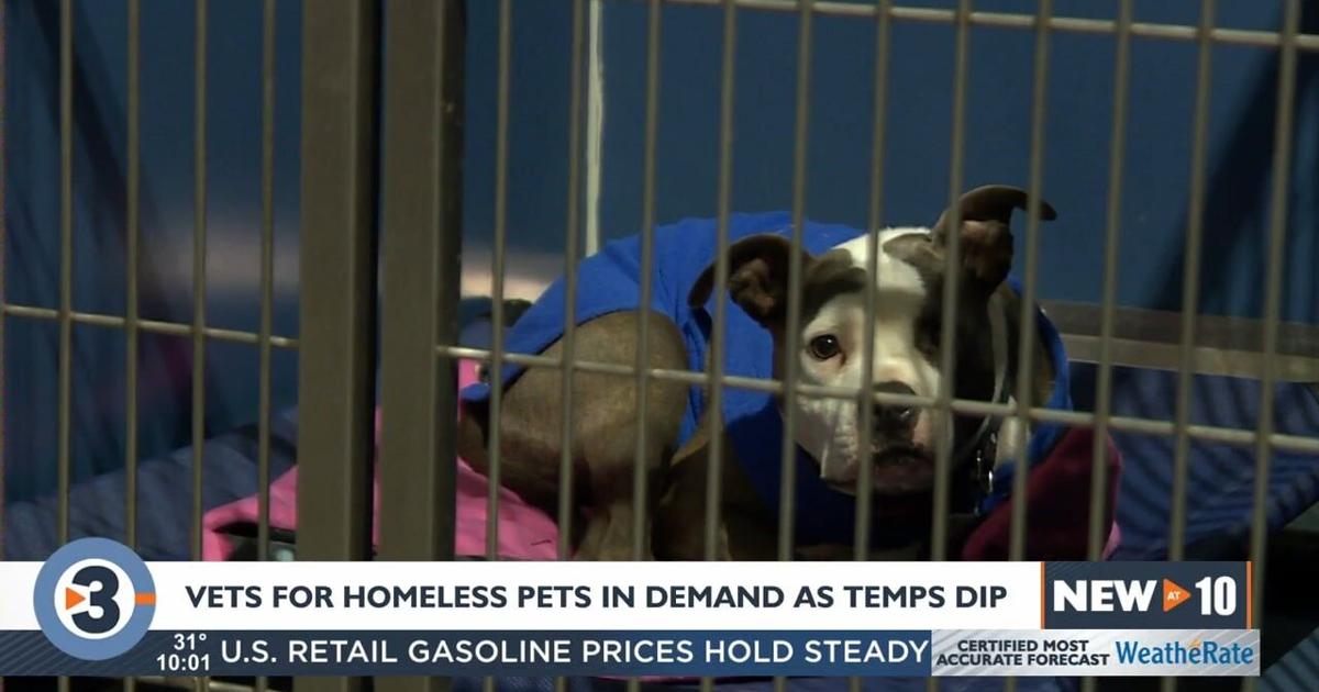 WisCares vets for homeless pets in high demand as colder weather approaches  | Local News 
