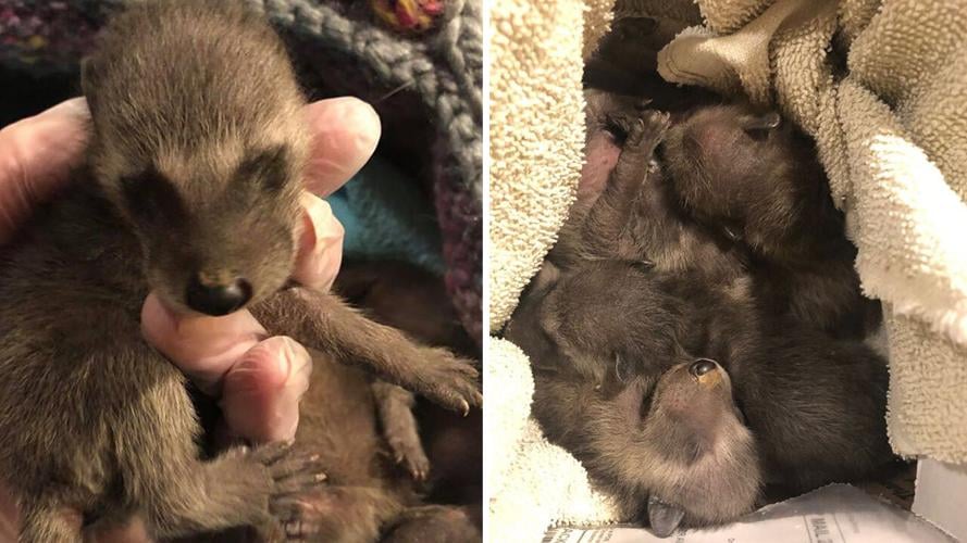 newborn baby raccoons