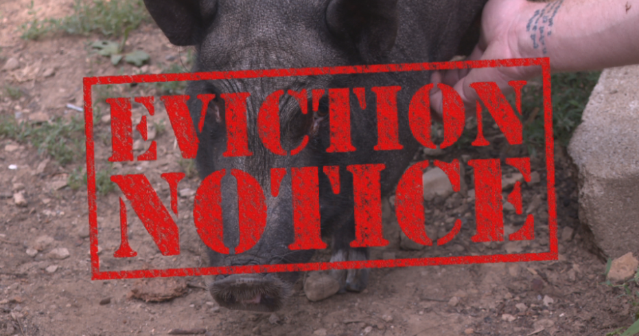 This little piggy... has to go? Pig owners, alder fighting to allow pet pigs in Madison - Vimarsana News