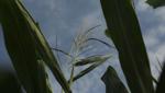 Iran war has US farmers worried about the cost and availability of fertilizer