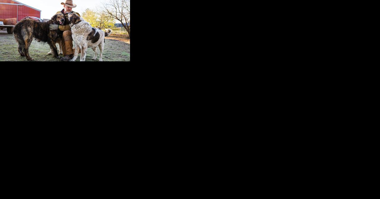 Livestock guardian dogs keep herds safe on local farms - Vimarsana News