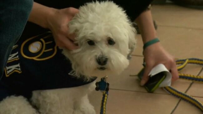 Hank the Ballpark Pup Becomes Official Member of Milwaukee Brewers, News,  Scores, Highlights, Stats, and Rumors