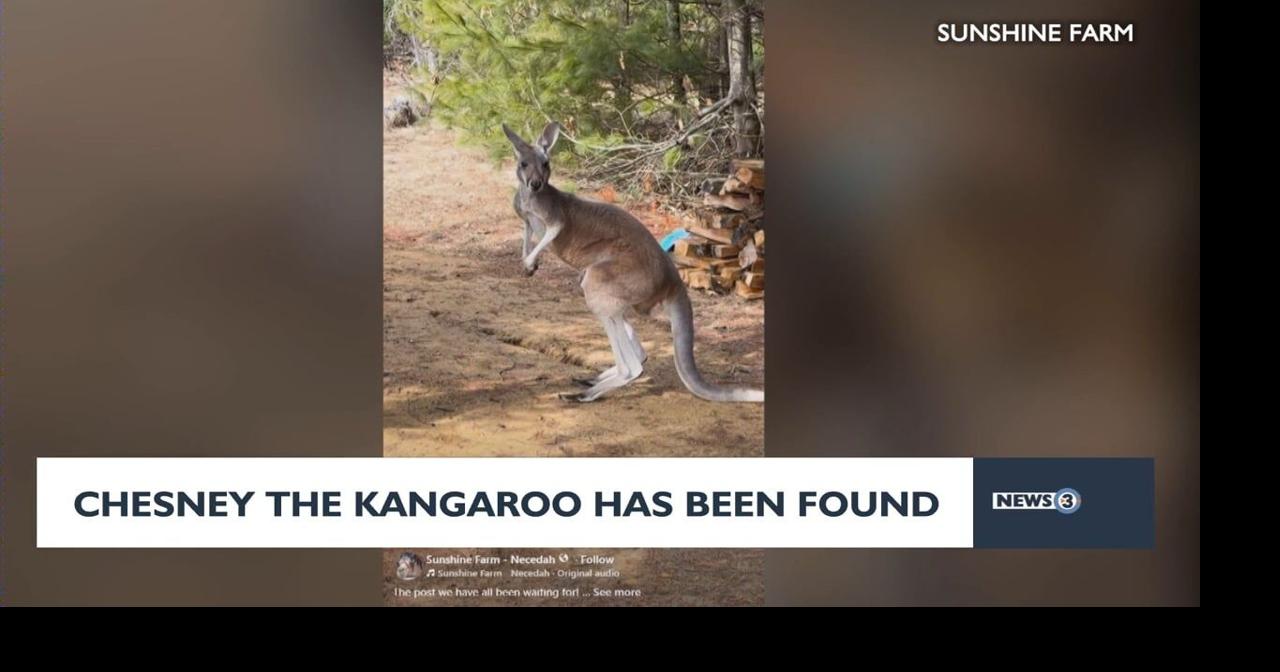 Chesney the kangaroo back home after escaping from Wisconsin farm