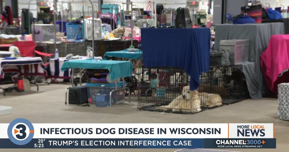 Infectious dog disease seen in Wisconsin | Local News