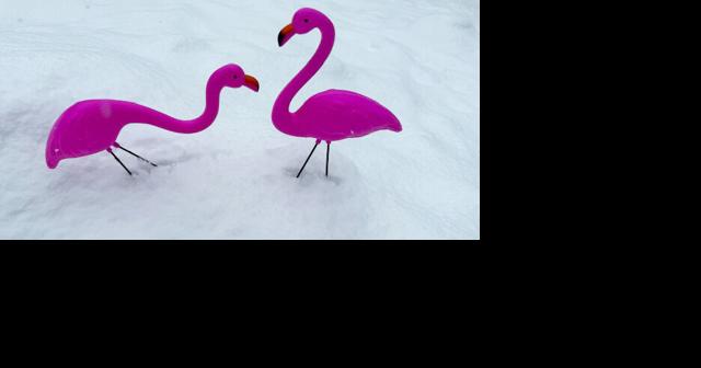 Is Madison the only state capital with an official bird made of plastic? - Vimarsana News