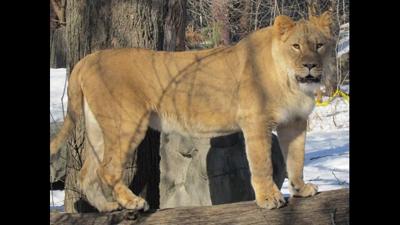 New African lion arrives at Henry Vilas Zoo | Entertainment News ...