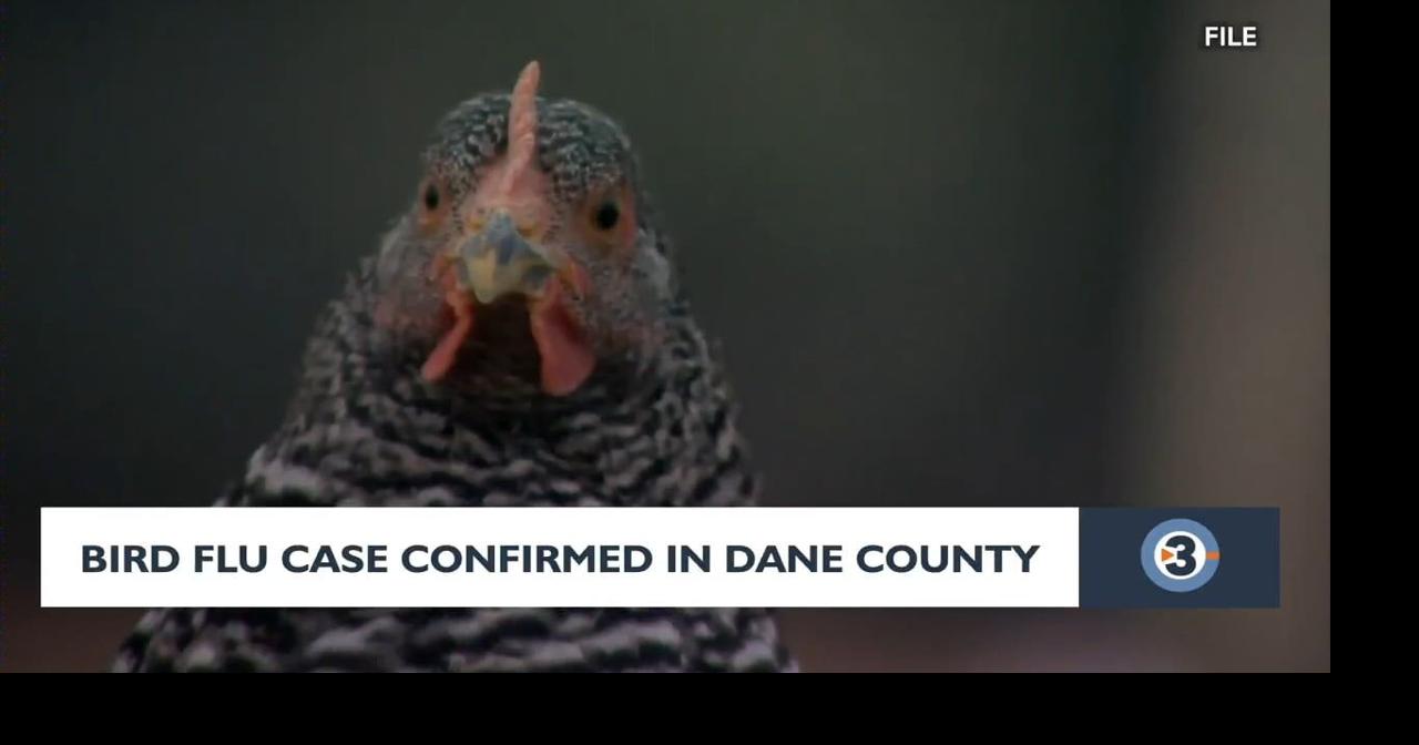 Bird Flu Case Confirmed in Dane County