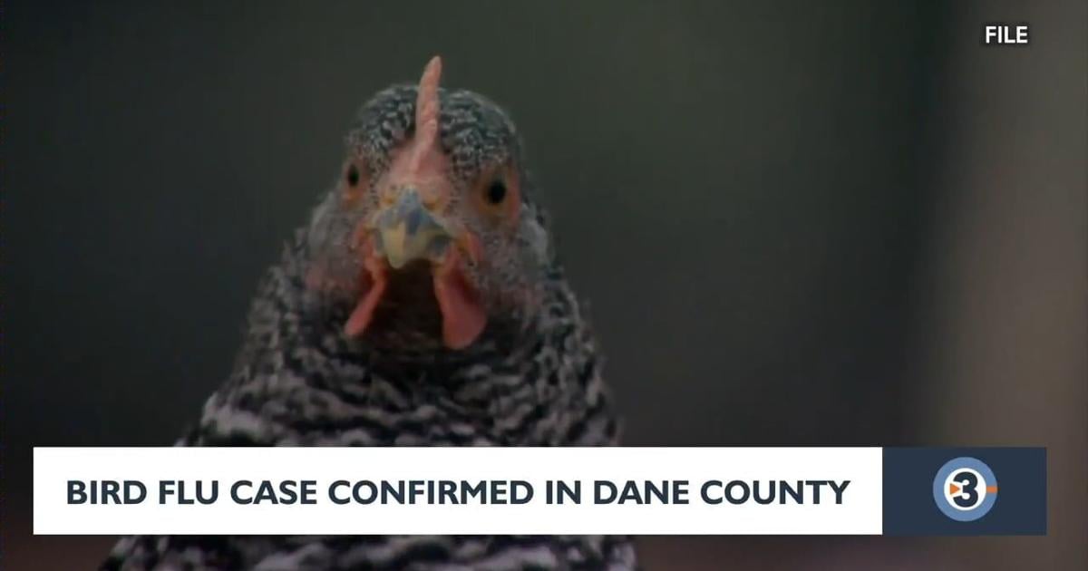 Bird Flu Case Confirmed in Dane County