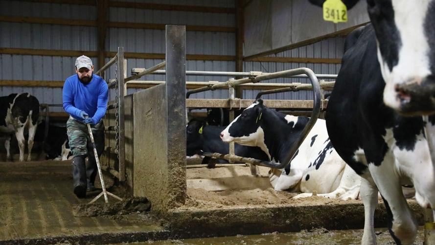Trump agenda in Dairyland means fewer farmhands Politics