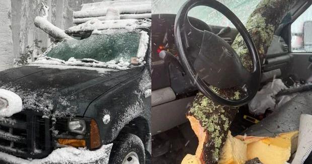 Plow truck driver nearly impaled by falling tree branch during Massachusetts blizzard