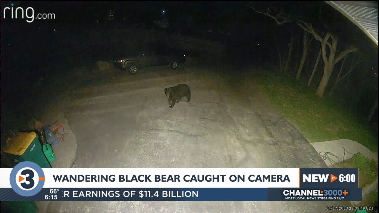 Huge 648-pound black bear bagged in western Wisconsin - Grand Forks Herald