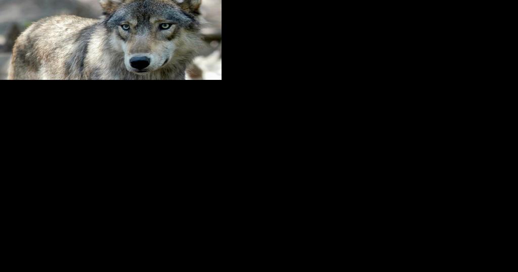 Last day for public comment on DNR's Wolf Management Plan - Vimarsana News