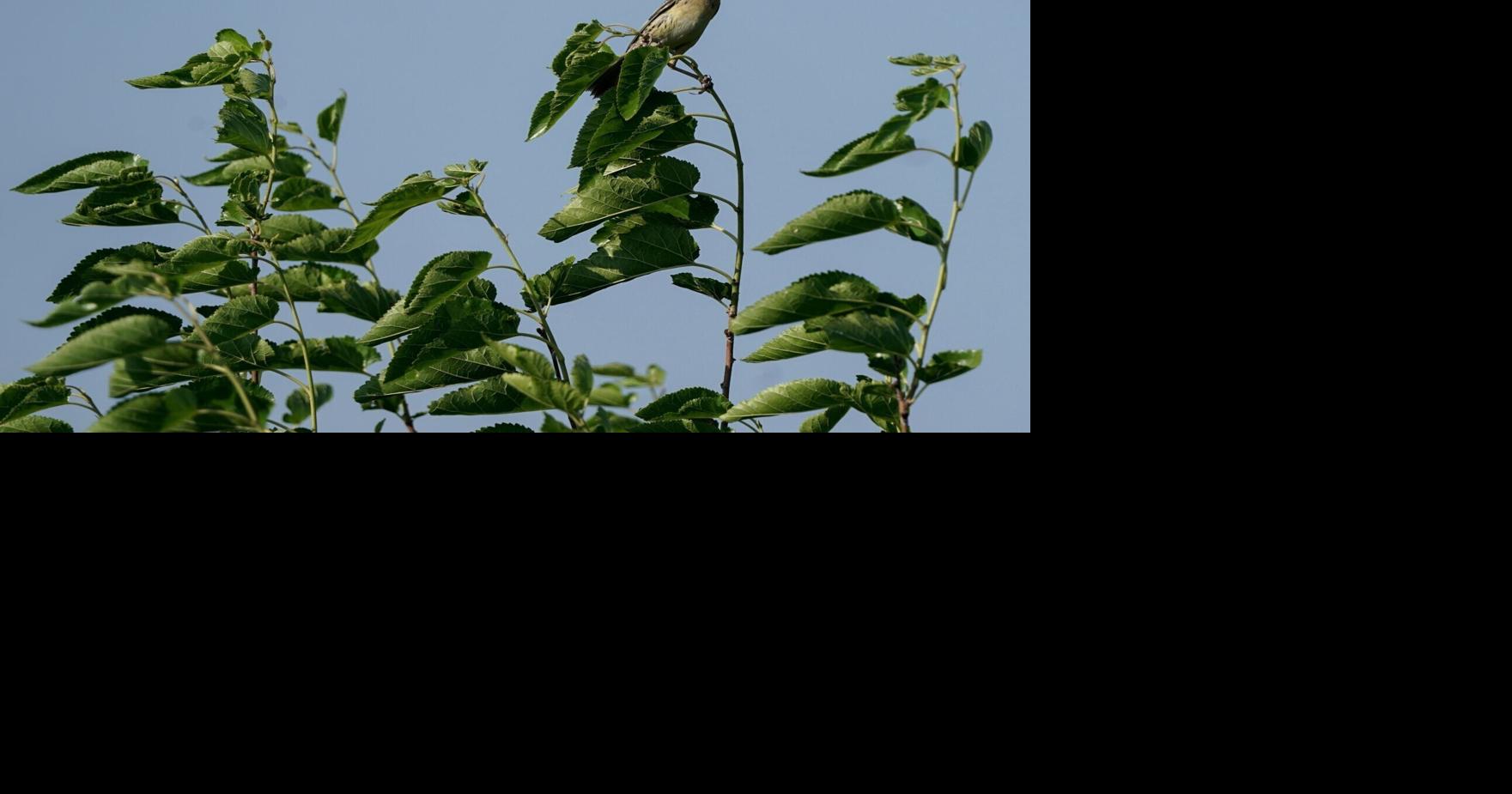 North American bird population is shrinking faster. Experts blame agriculture, warming