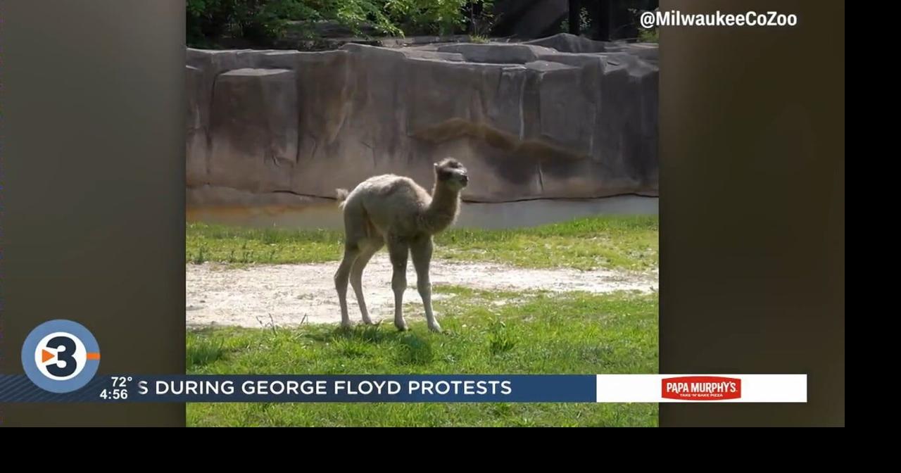 Newshounds Now Update: Camel born at Milwaukee County Zoo ...