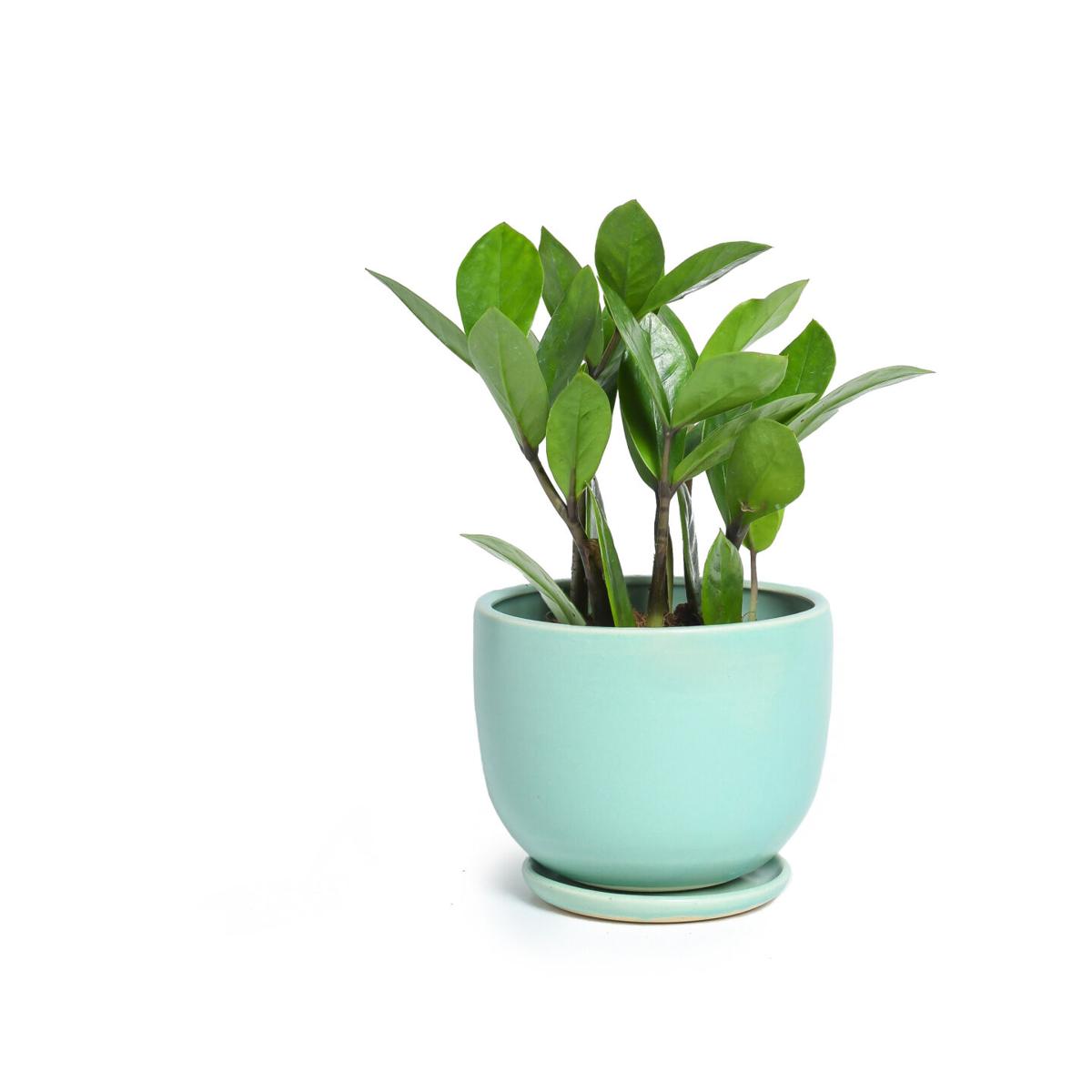 Don't Kill Them with Kindness: Watering Guidelines for Indoor Plants -  Dennis' 7 Dees