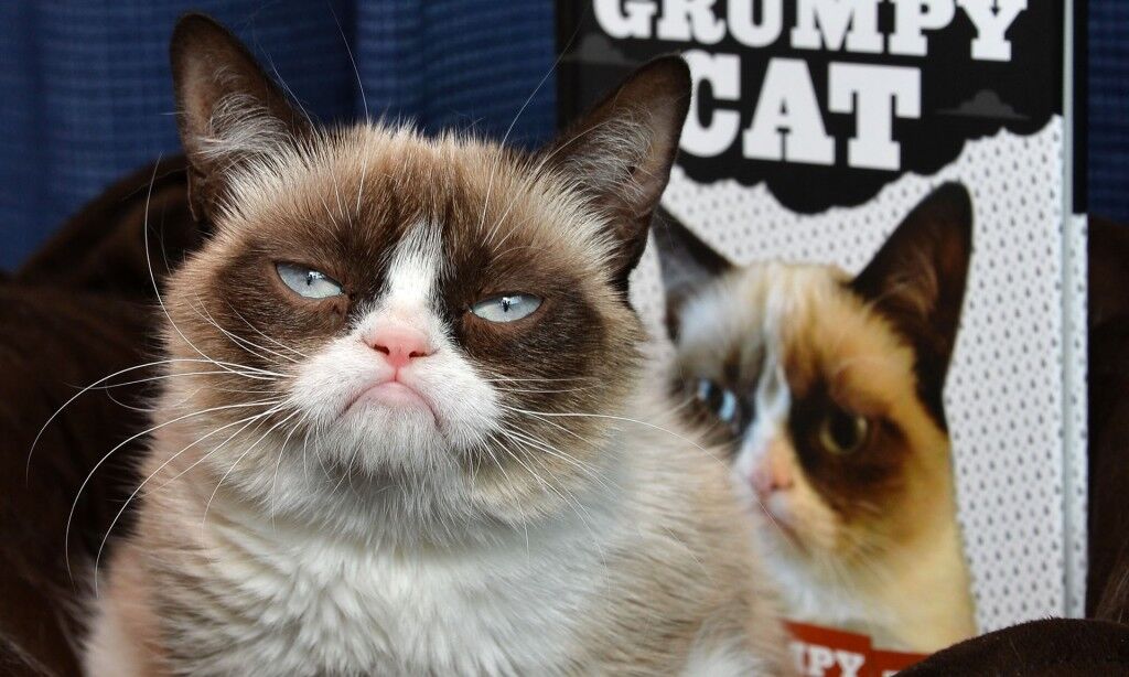 Pet Celebrities: How Grumpy Cat Became a Household Name - ABC News