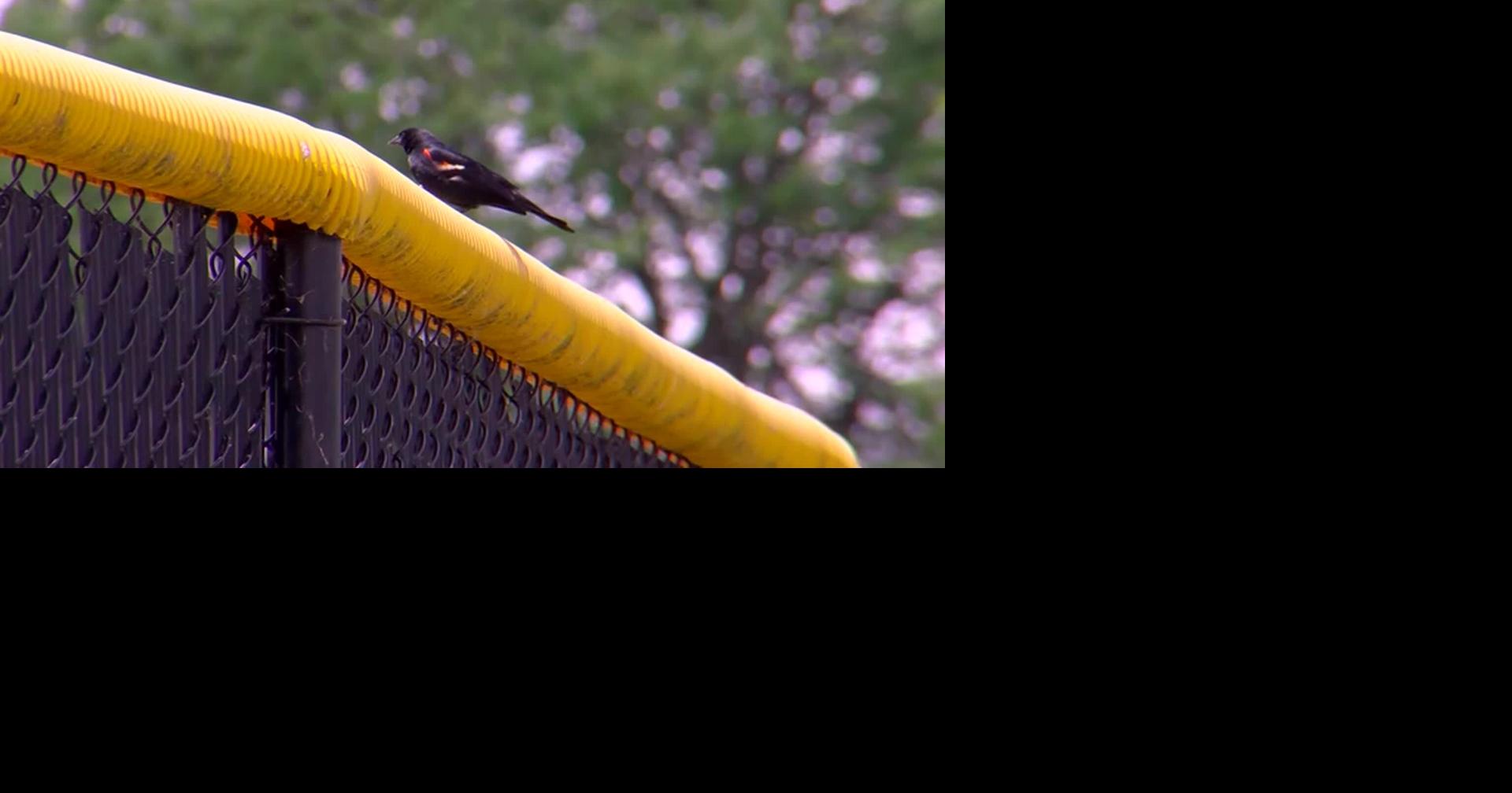 Something is swooping in Wisconsin: Village issues warning about aggressive ‘divebombing’ bird