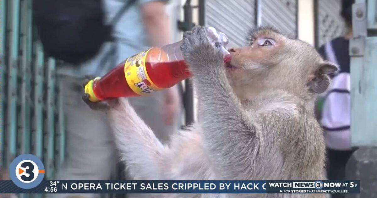 Newshounds Now Update: Monkeys gone wild | Lifestyle | channel3000.com