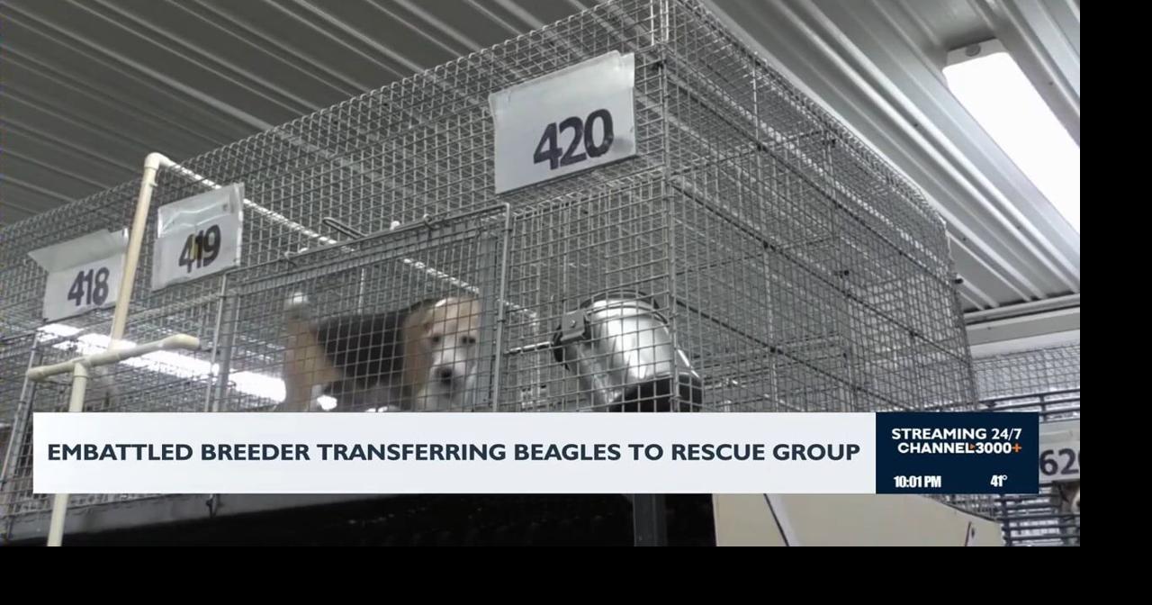 Embattled breeder transferring beagles to rescue group | Video ...