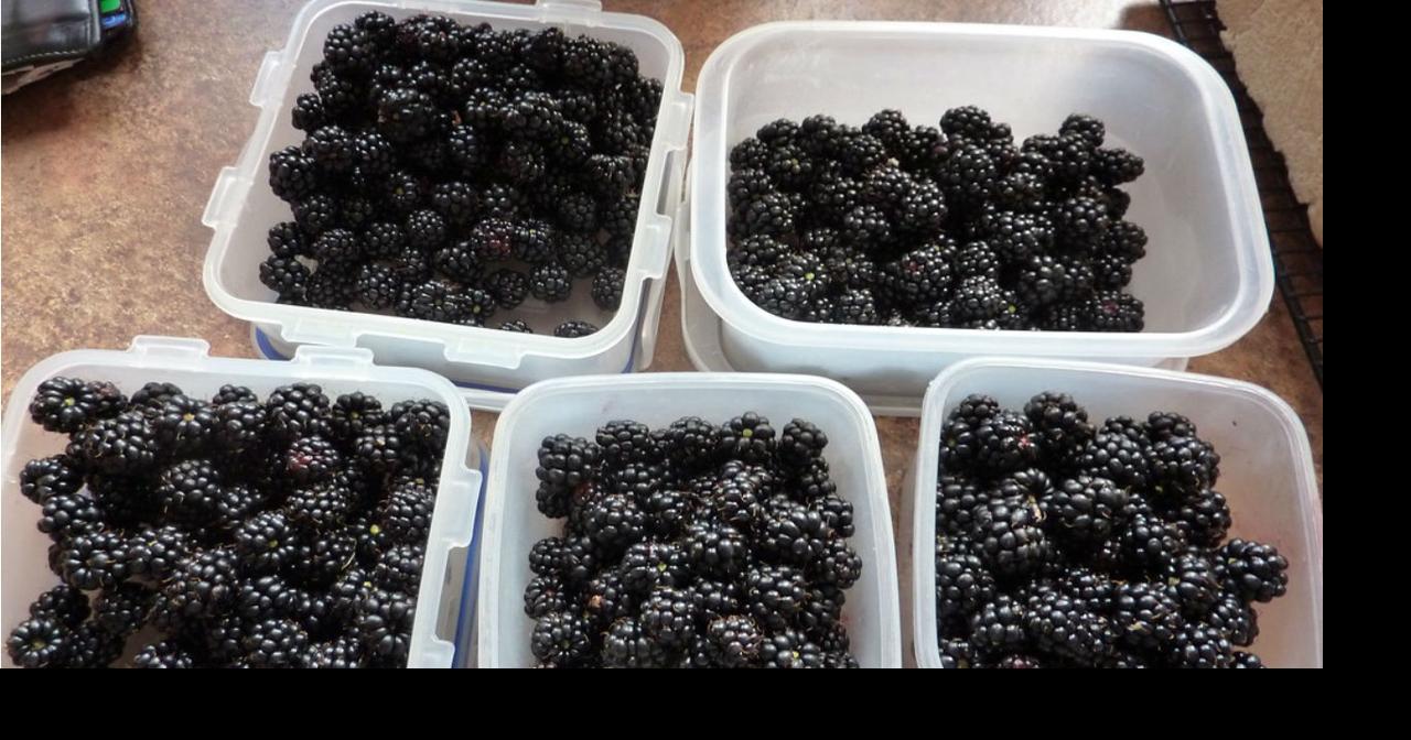 Officials Multistate hepatitis A cases traced to berries Health news