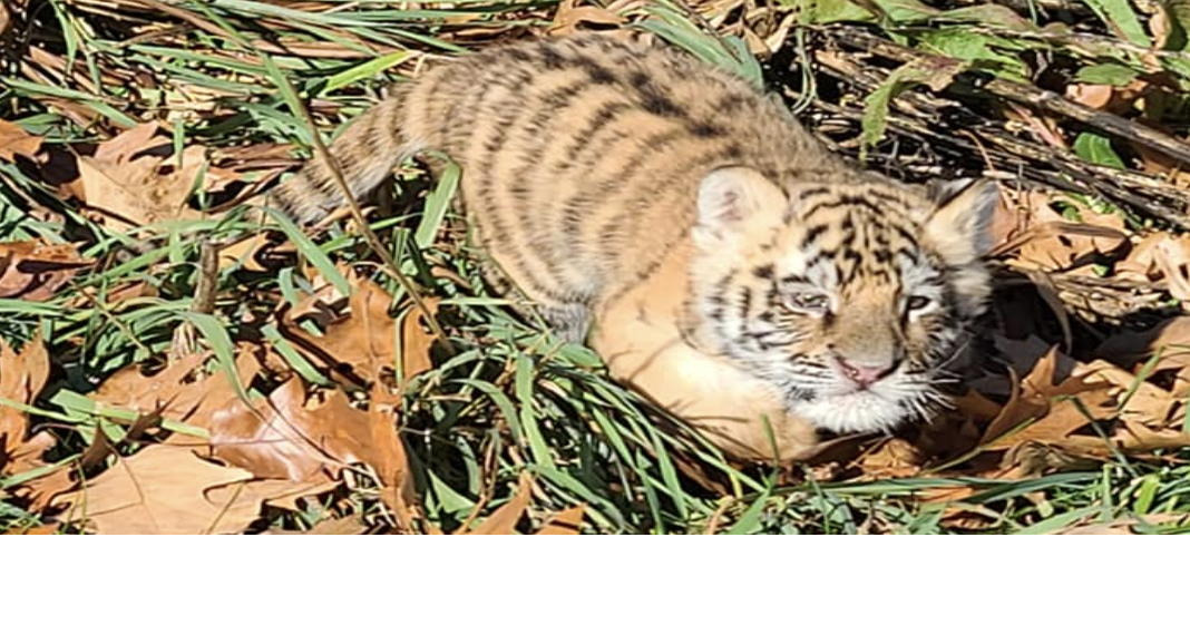 wisconsin-big-cat-rescue-names-newest-baby-covid-channel3000