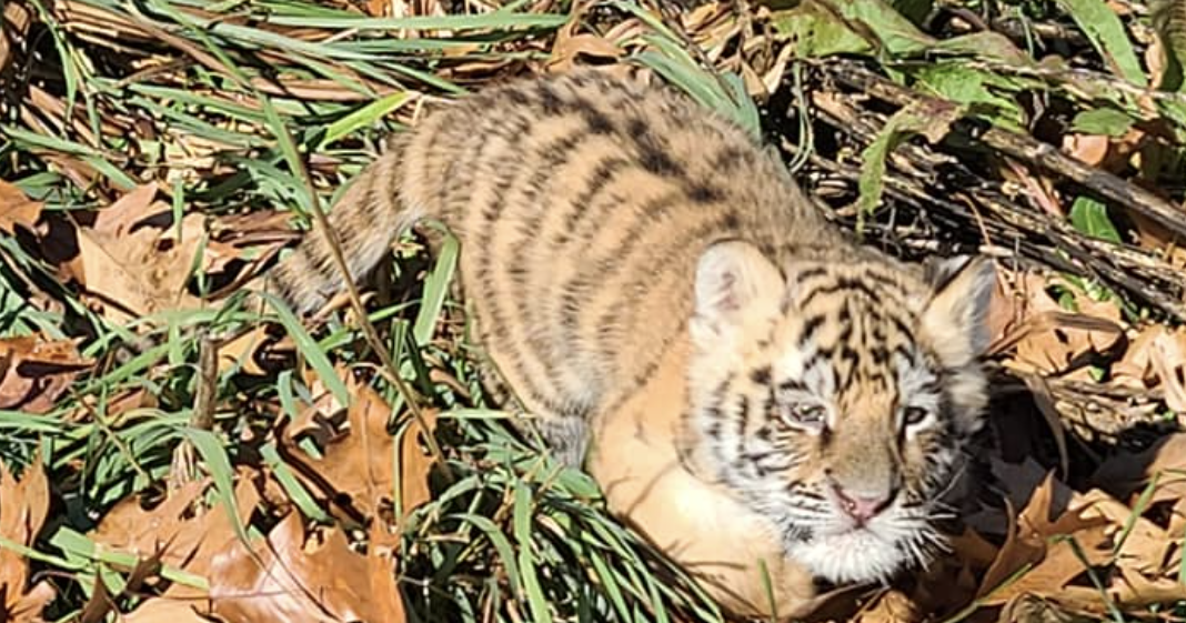 Wisconsin Big Cat Rescue Names Newest Baby Covid Channel3000 wisconsin-big-cat-rescue-names-newest-baby-covid-channel3000