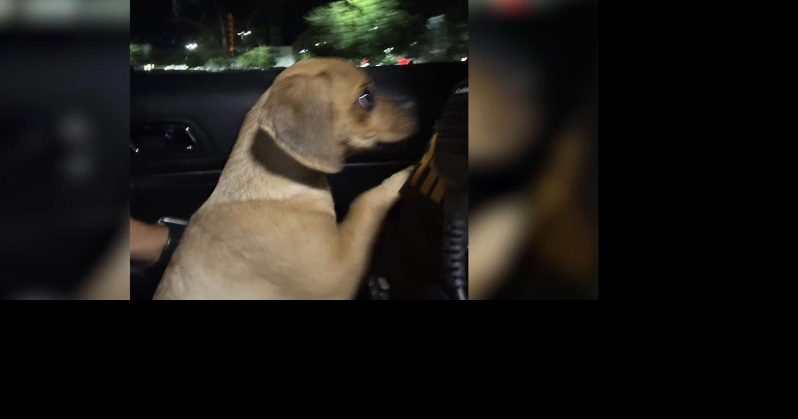 'What are you doing with that dog?': Florida man arrested after his puppy is exposed to cocaine