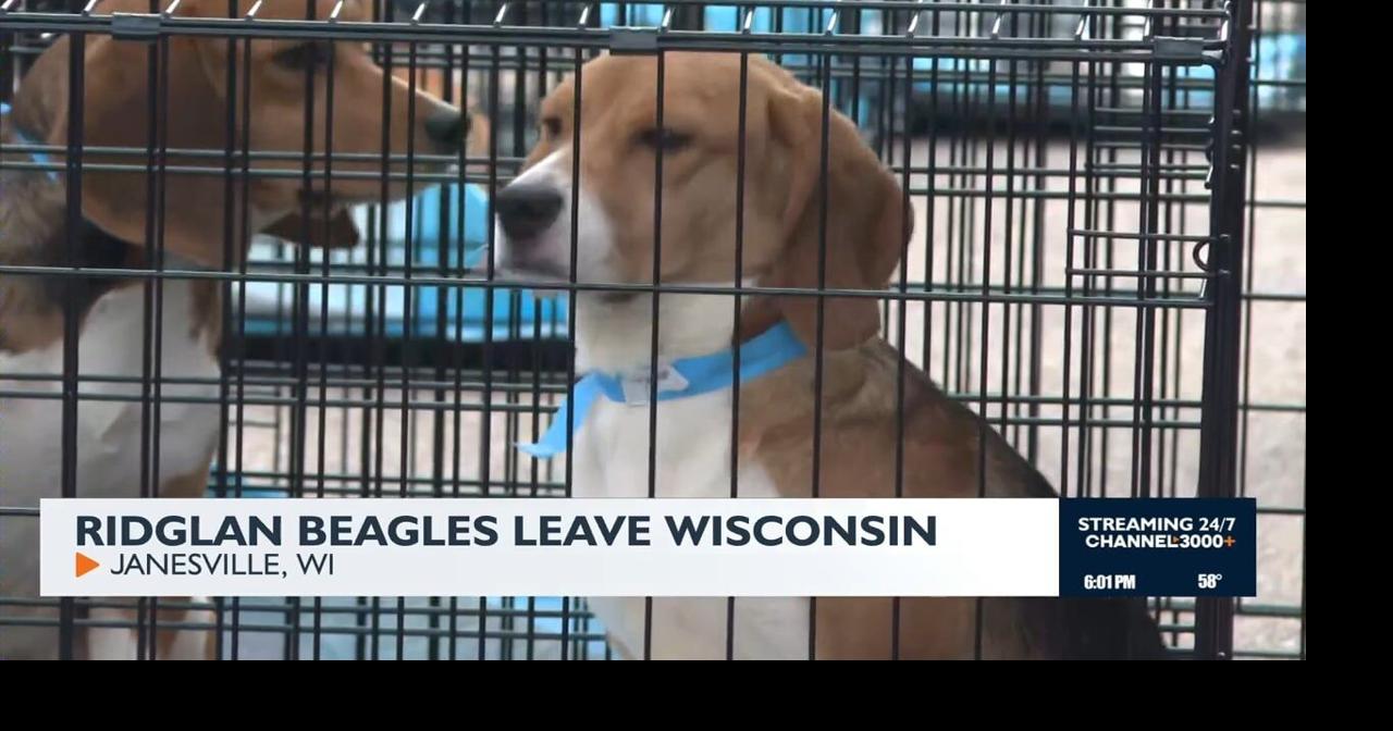 Ridglan Farms beagles leave Wisconsin