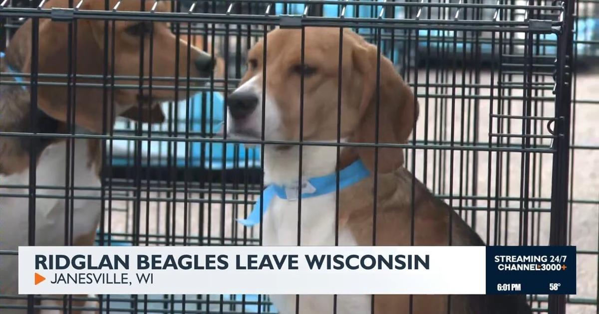 1,500 Beagles Rescued from Wisconsin Breeding Facility in Emergency Airlift