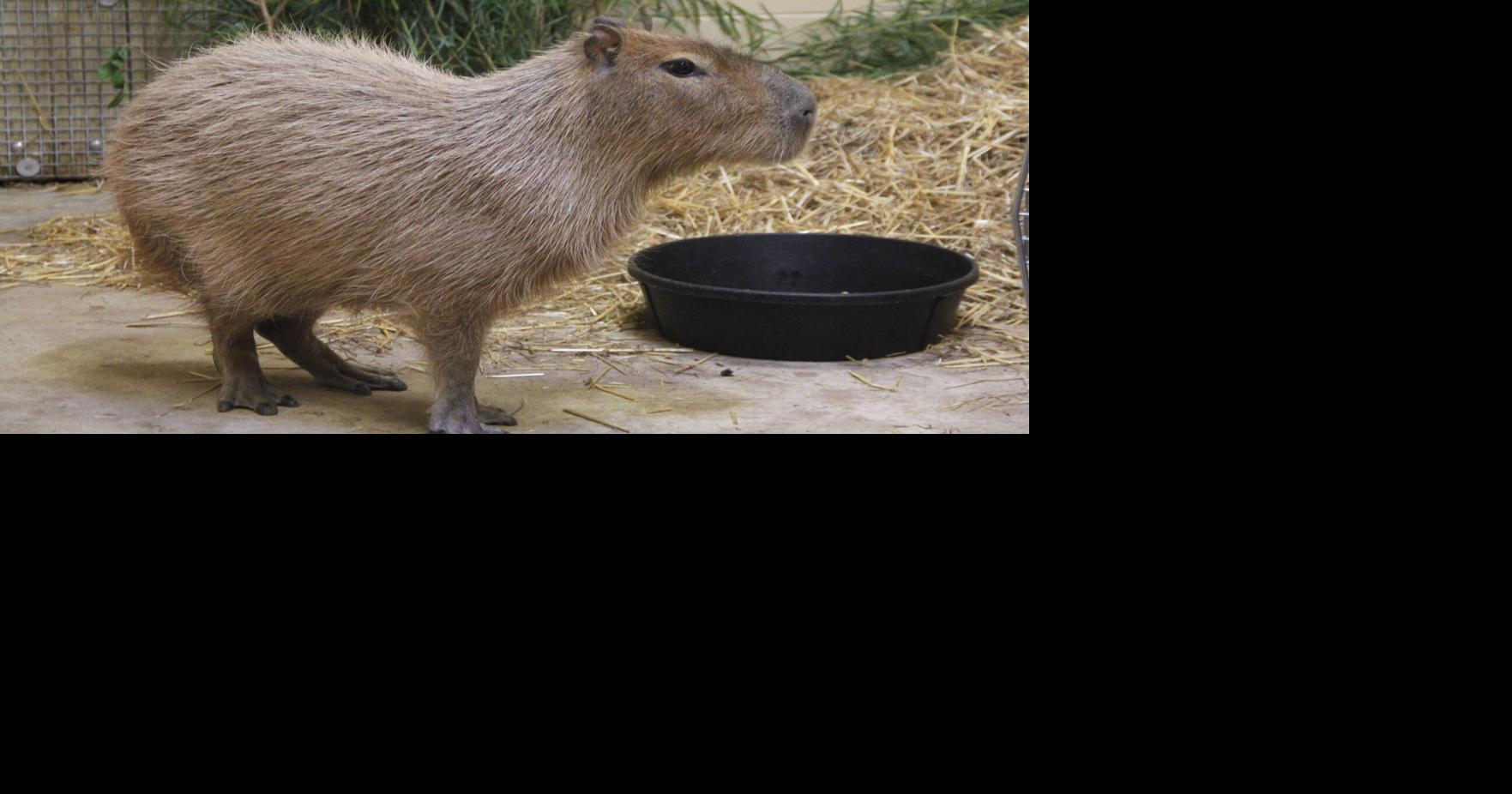 Henry Vilas Zoo welcomes new female capybara, Lifestyle