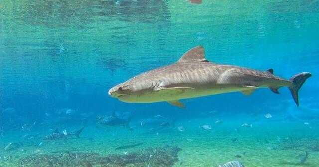 Authorities ramp up shark patrols along New York's Long Island after 5 people were bitten in 2 days | National and World News - Vimarsana News