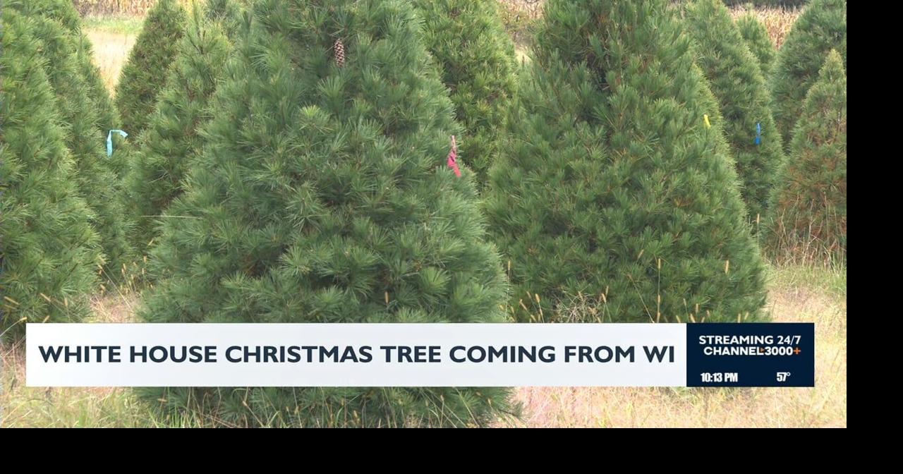 White House Christmas tree coming from Wisconsin | News | channel3000.com
