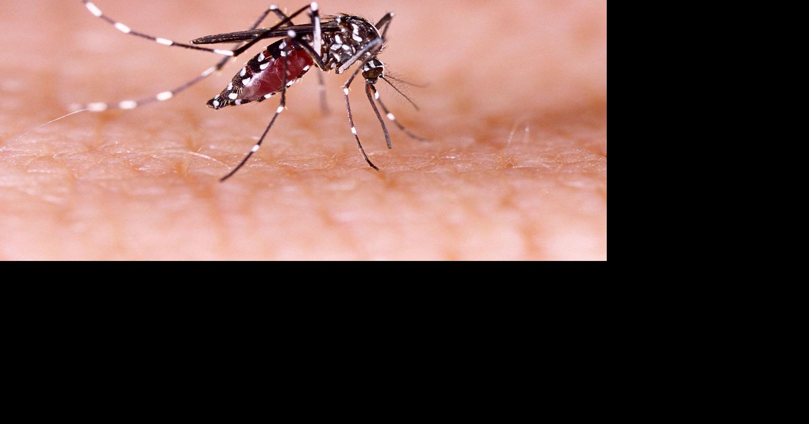 West Nile Virus found in mosquitoes in Rock County