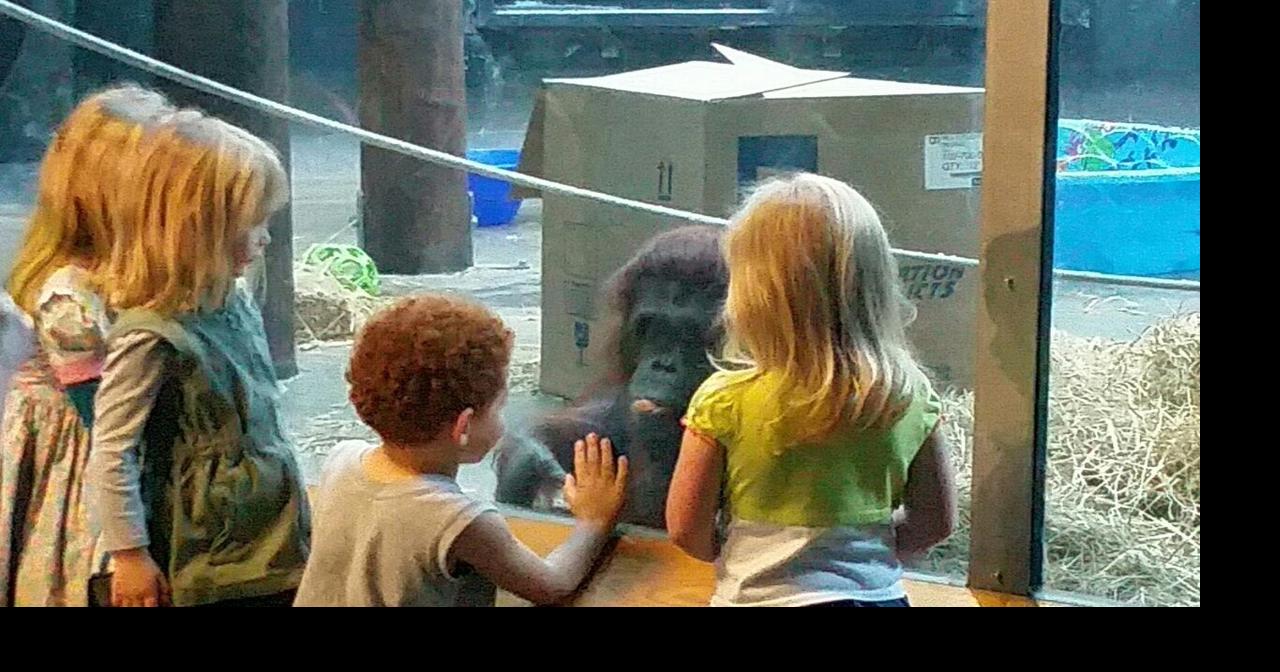 26-year-old orangutan new at Henry Vilas Zoo | Local News | channel3000.com