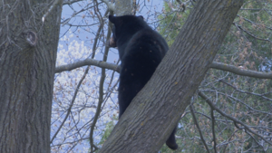 Northwest Wisconsin Reports Largest Bear Harvest to Date Amid Drought
