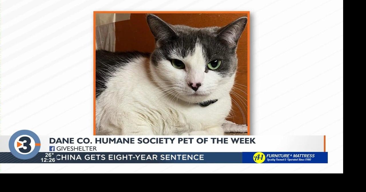 Pet of the Week Cauliflower Pets & Animals