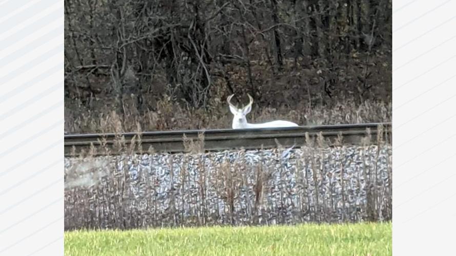 Rare albino deer spotted near Wisconsin Rapids | Local News ...