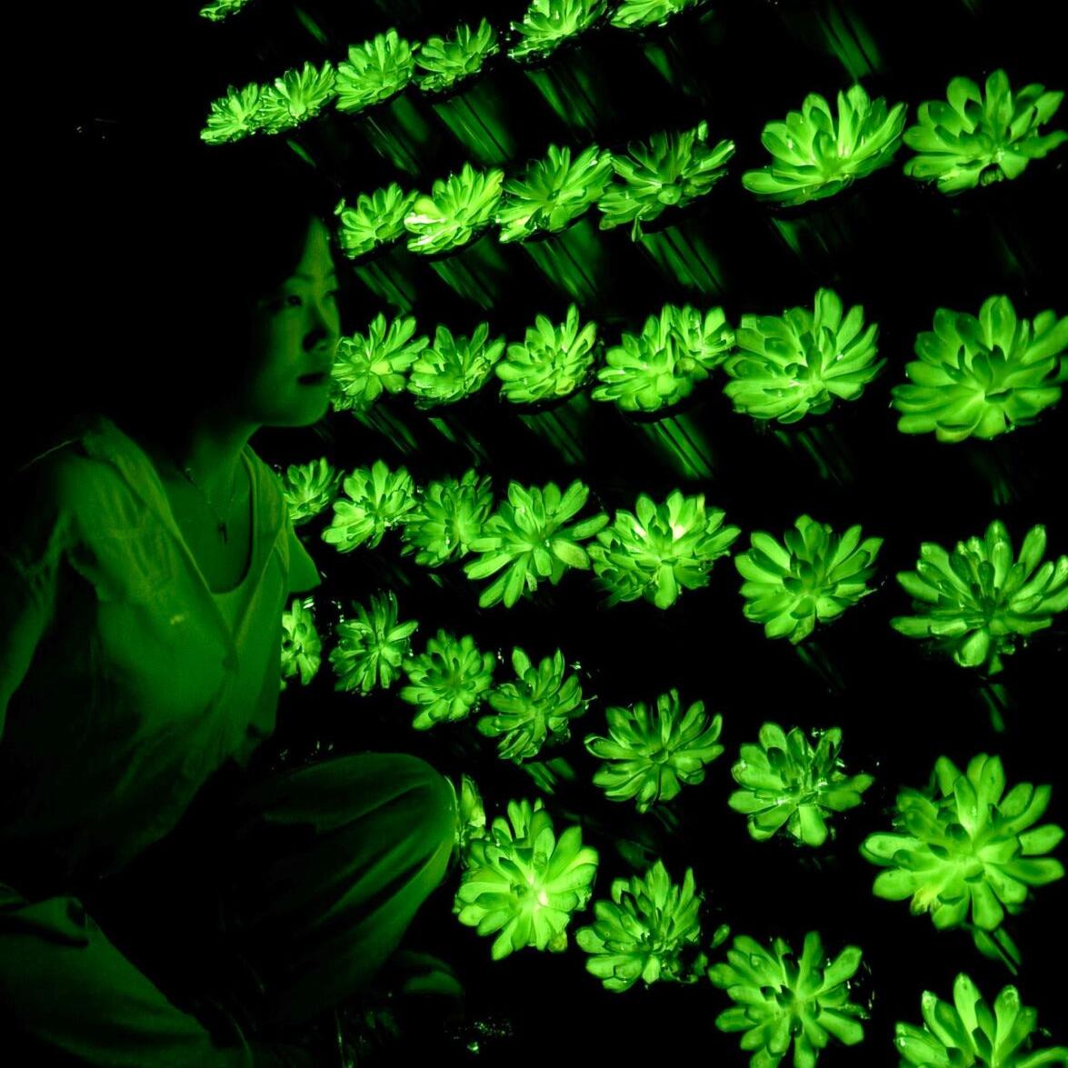 basil genovese plant Basil 'Sweet'/'Genovese'  Green Acres Nursery & Supply