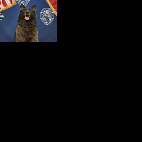 Hawai‘i police dog dies after being left in hot car | News ...