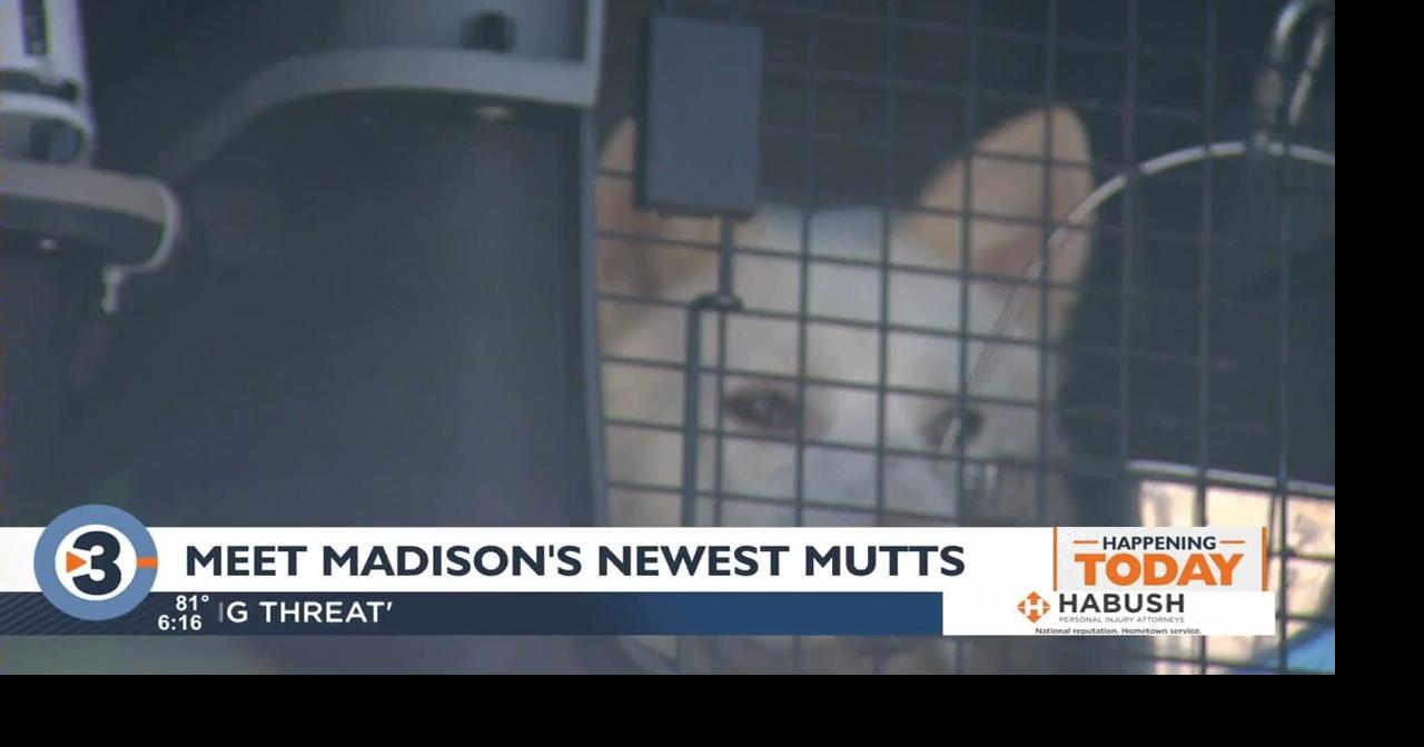 Meet Madison's newest mutts, rescued following Arkansas tornadoes ...