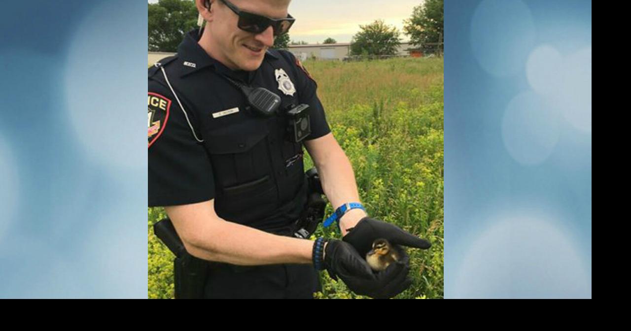 Officer rescues ducklings washed into storm drain during thunderstorms ...