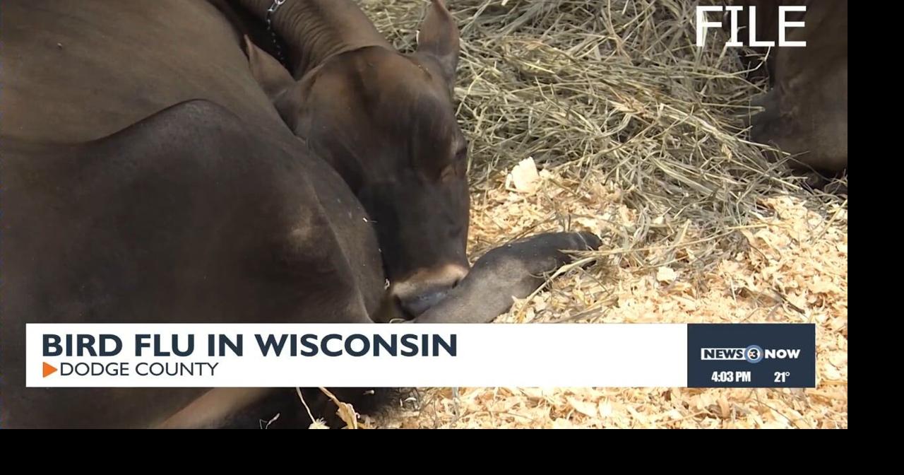 Bird flu found in dairy herd in Dodge Co. | Video | channel3000.com