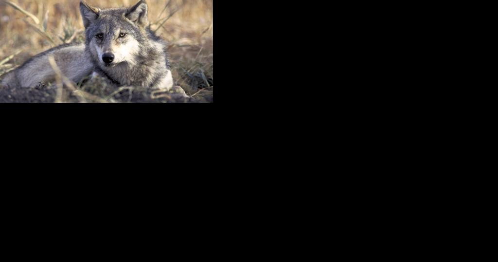 Wisconsin natural resource board members approve wolf management plan without set population goal - Vimarsana News